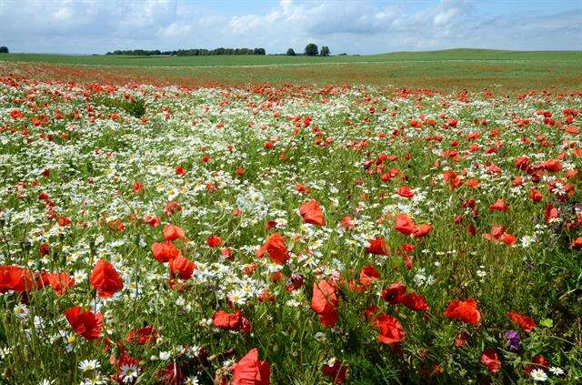 Image of poppy family