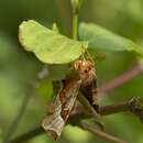 Image of purple thorn