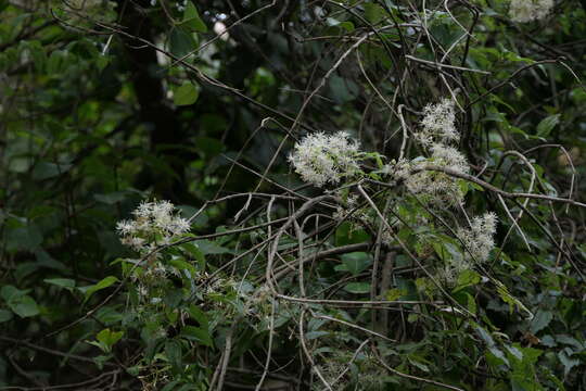 Image of Clematis javana DC.