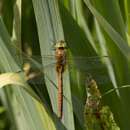 Image of green-eyed hawker