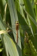 Image of green-eyed hawker