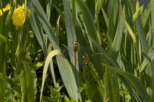 Image of green-eyed hawker