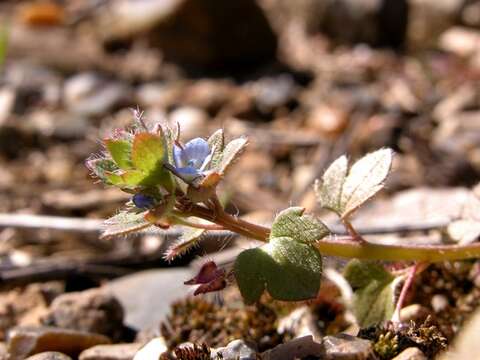 Image of Veronica hederifolia subsp. hederifolia