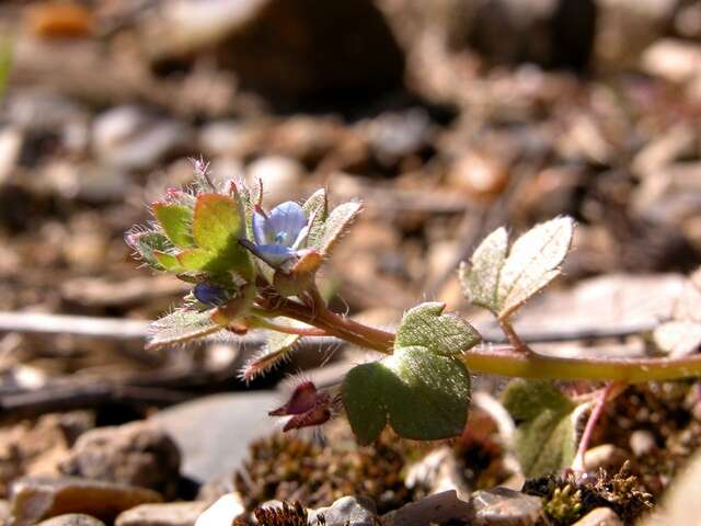 Veronica hederifolia subsp. hederifolia的圖片