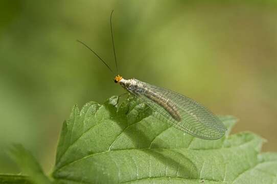 Image of Nothochrysa