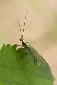 Image de Nothochrysa