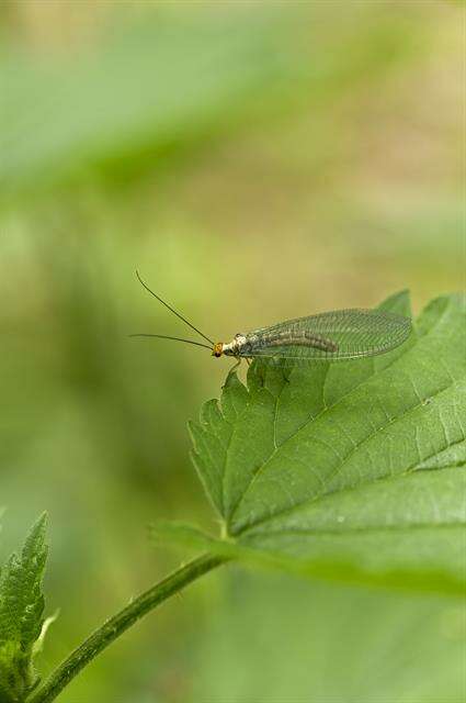 Image of Nothochrysa