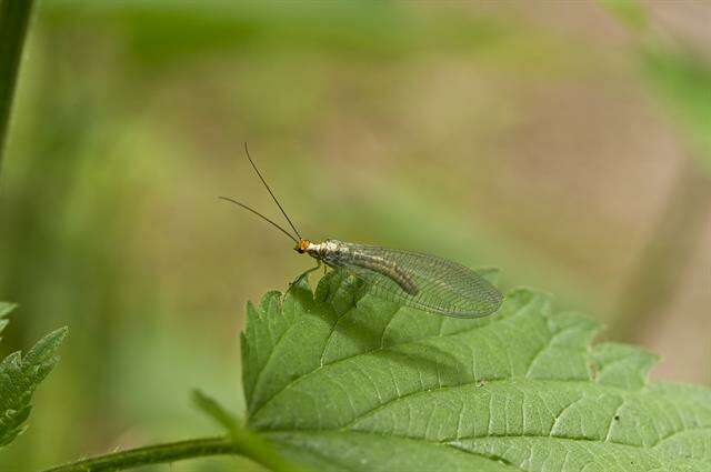 Image of Nothochrysa