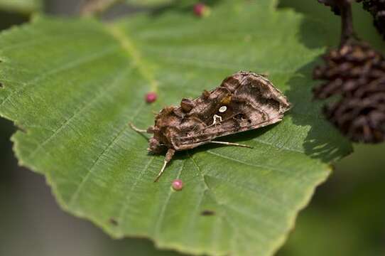 Image de Autographa