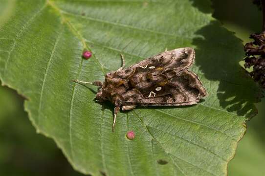 Imagem de Autographa