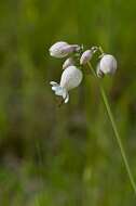 Imagem de Silene vulgaris (Moench) Garcke