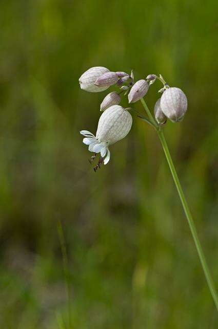 Imagem de Silene vulgaris (Moench) Garcke