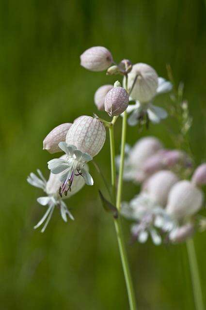 Image of Bladder Campion