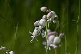 Image of Bladder Campion