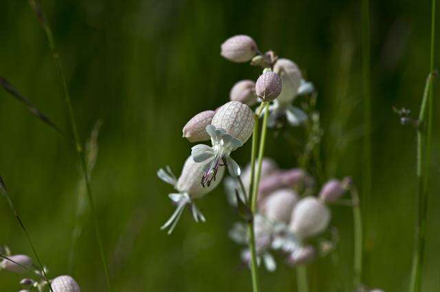 Imagem de Silene vulgaris (Moench) Garcke