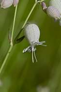 Image of Bladder Campion