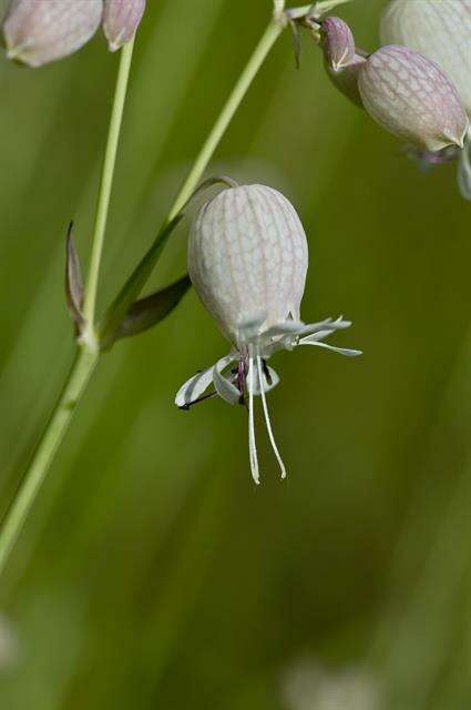 Image de Silène enflèe