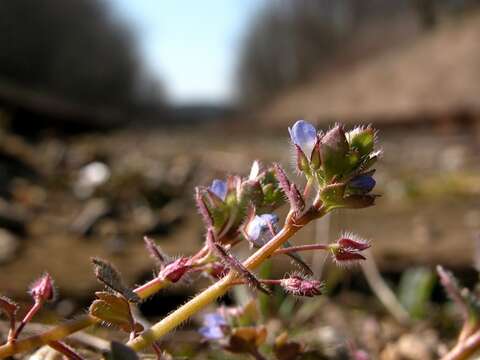 Image of Veronica hederifolia subsp. hederifolia