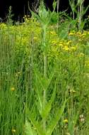 Image of teasel