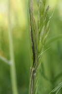 Image of Button Grass