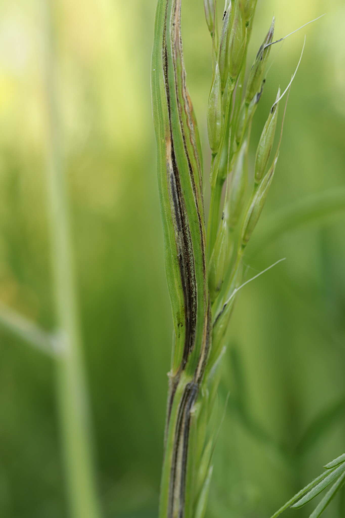 Image of Button Grass