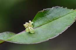 Helwingiaceae resmi