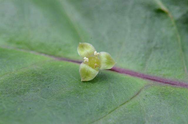 Image of Helwingiaceae