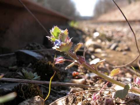 Image of Veronica hederifolia subsp. hederifolia