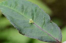 Image of Helwingiaceae