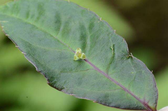 Helwingiaceae resmi