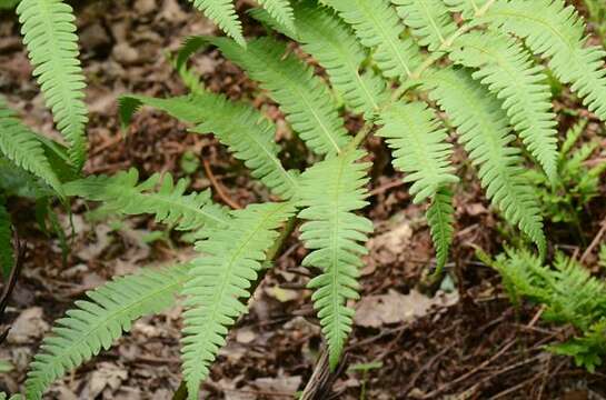 Image of sensitive fern