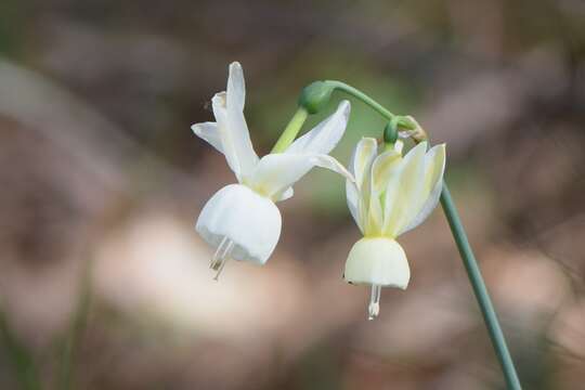 Image of Narcissus cernuus