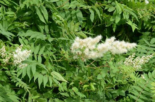 Image of false spiraea