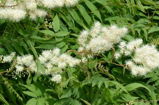 Image of false spiraea