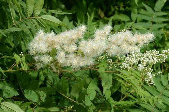 Image of false spiraea