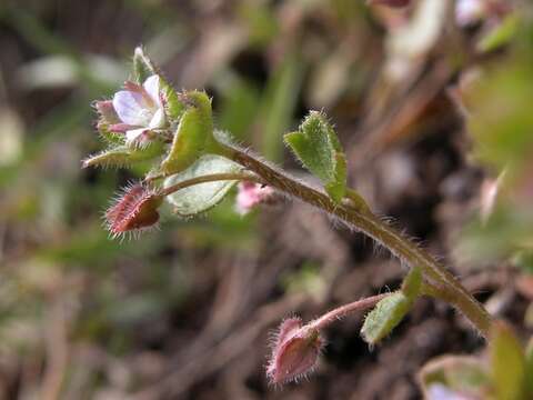 Image of false ivy-leaved speedwell