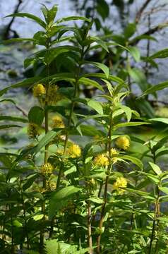 Image of Tufted Loosestrife