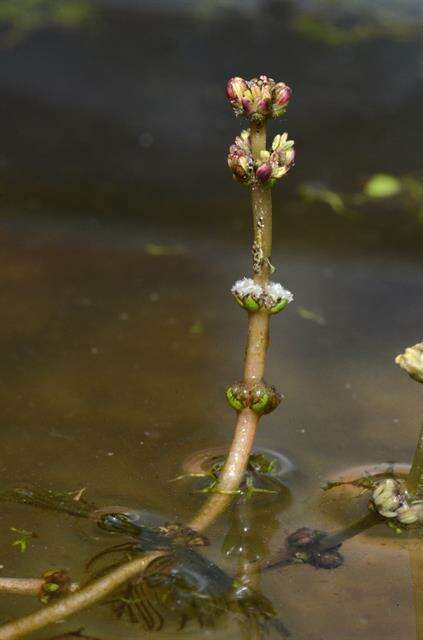 Image of water milfoil family