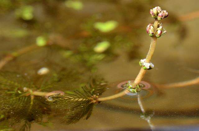 Image of water milfoil family