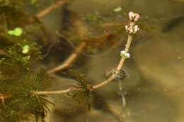 Image of water milfoil family