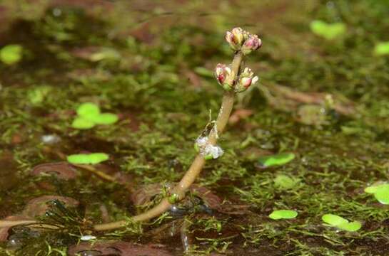 Image of water milfoil family