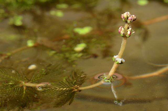 Image of water milfoil family