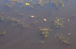 Image of water milfoil family