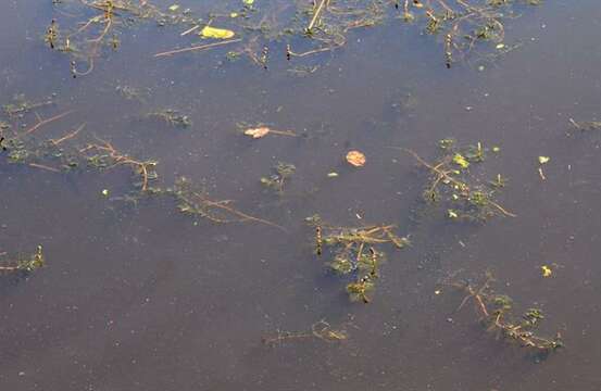 Image of water milfoil family