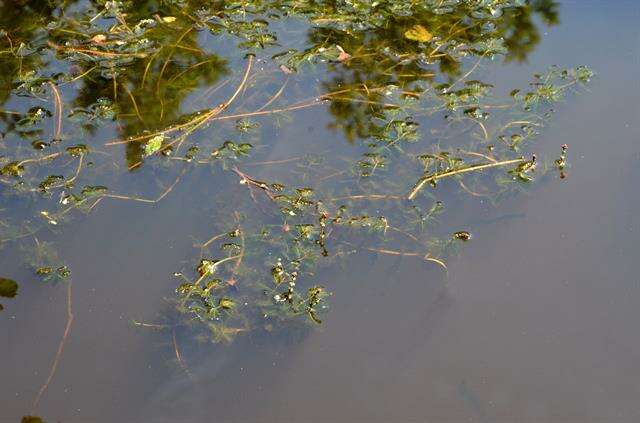 Image of water milfoil family