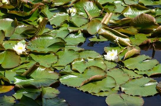 Image of waterlily