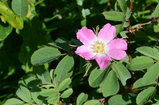 Rosa mollis Sm. resmi