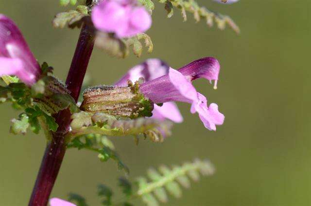 Image of Lousewort