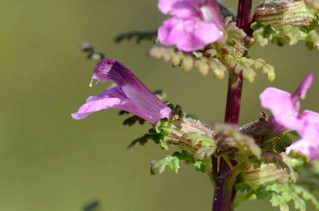 Image of Lousewort