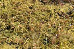 Image of Small Pondweed